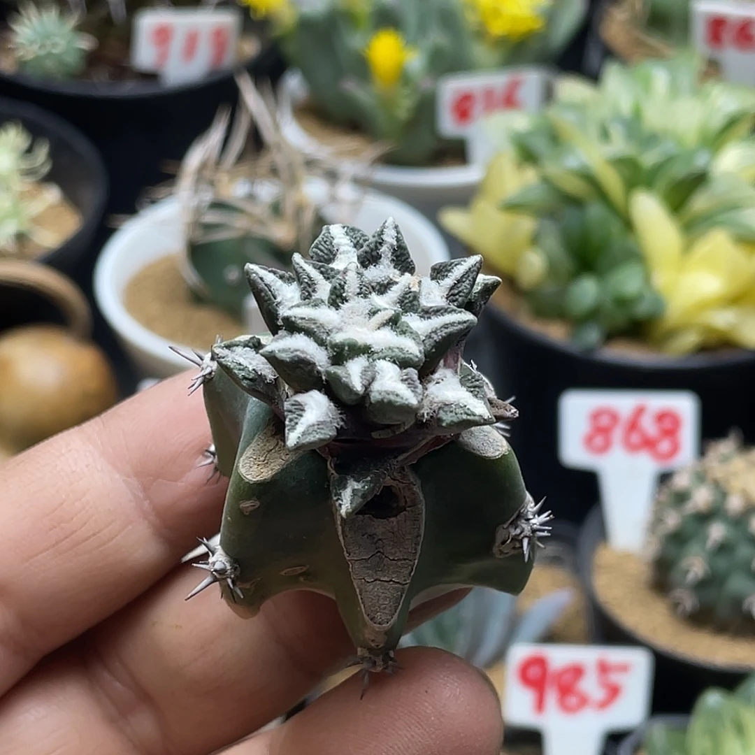 丸叶黑牡丹 苗接不售后