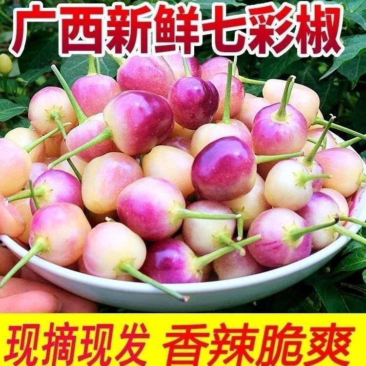 【现摘七彩椒】广西农家新鲜七彩椒可腌制泡椒剁椒现摘现