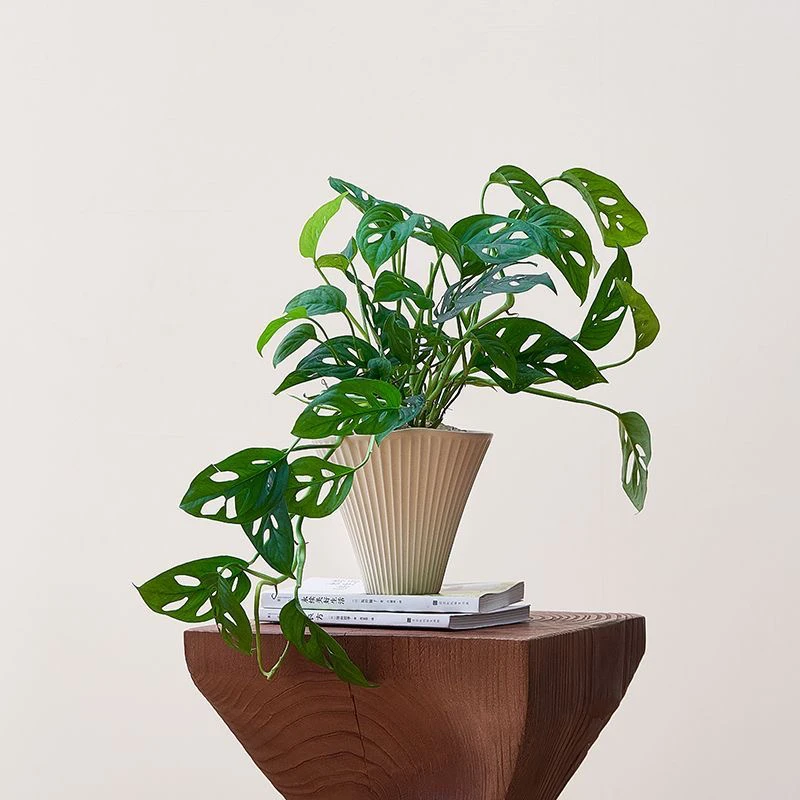 仙洞龟背竹龟背盆栽北欧网红米歇尔室内桌面绿植花卉植物洞洞