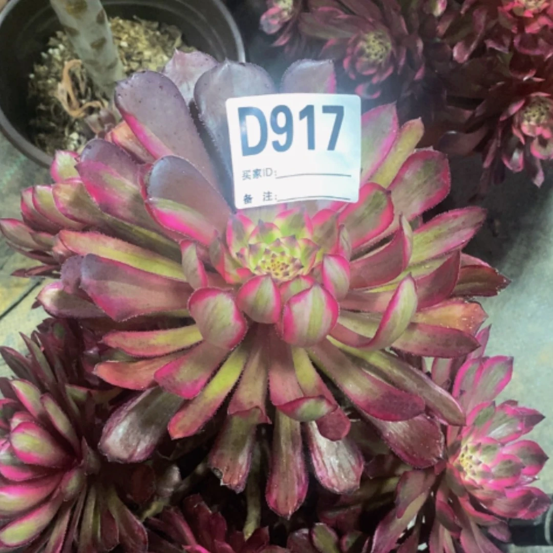 【闪购商品】紫霞917