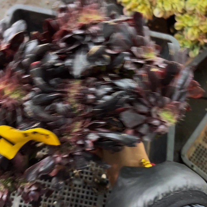 多肉植物福利174