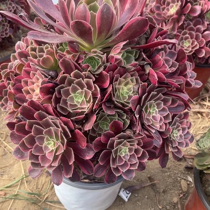 多***子无花朵391多肉植物金丝雀