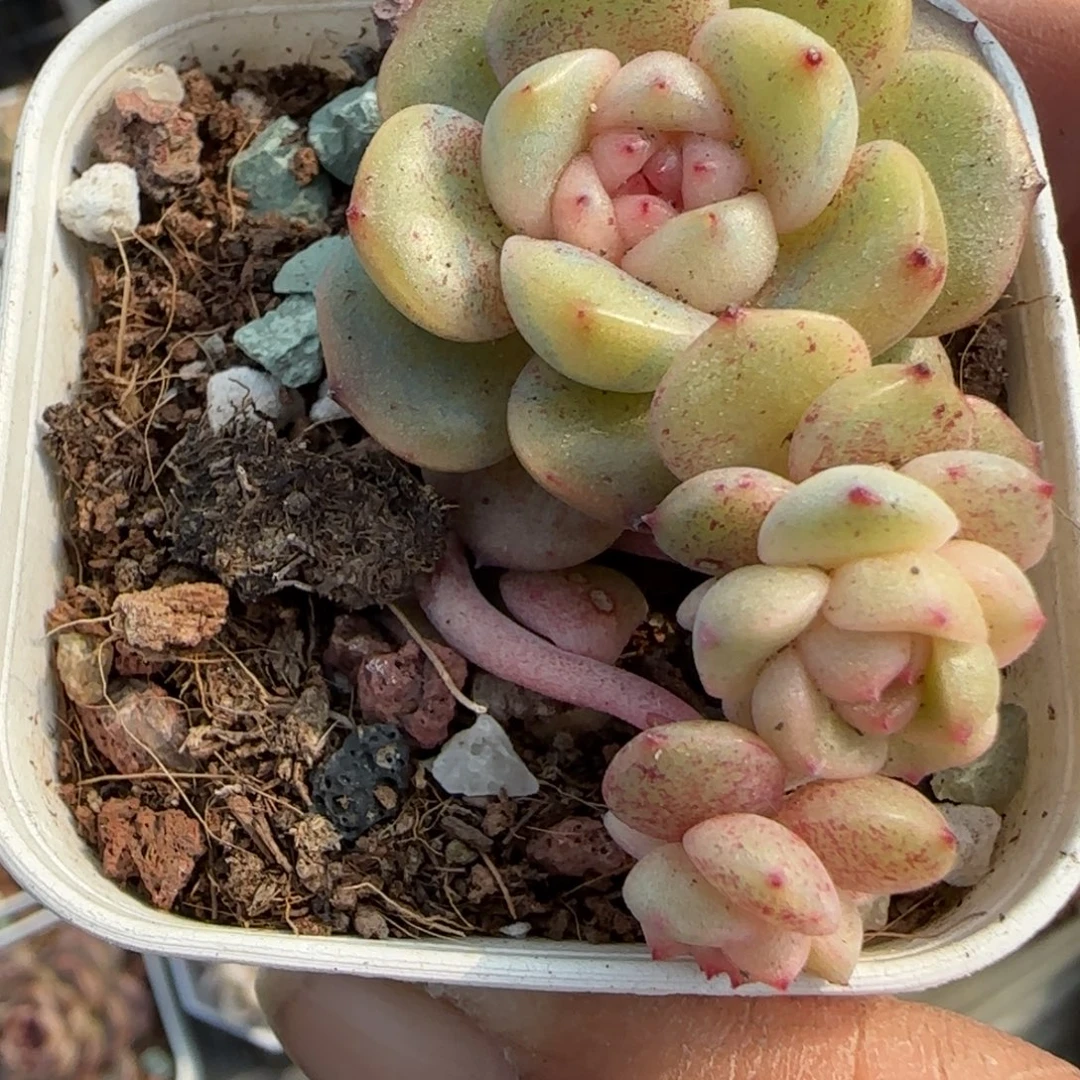 小卡拉米糖心一物一拍