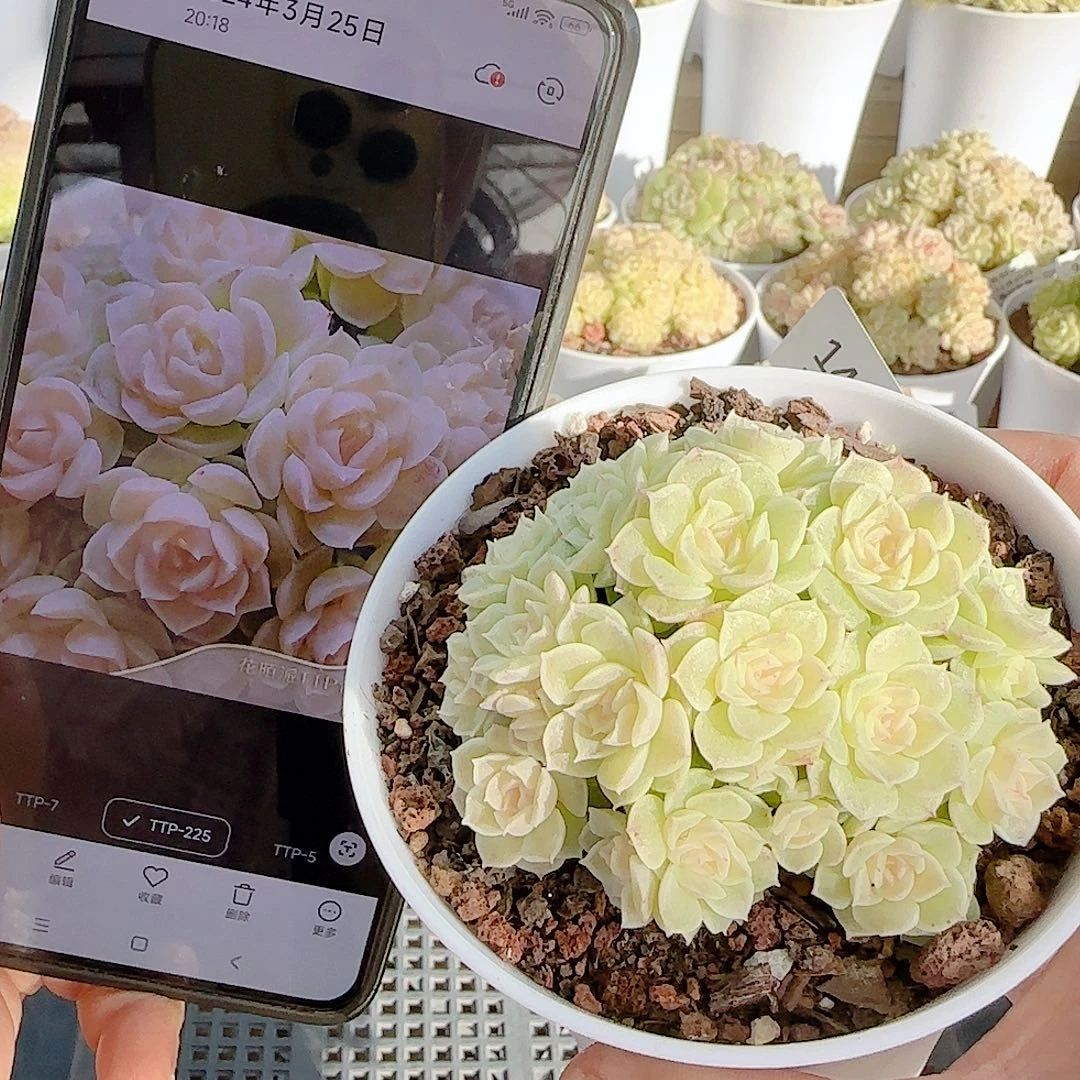 咪***1125-143（ttp-225）专拍