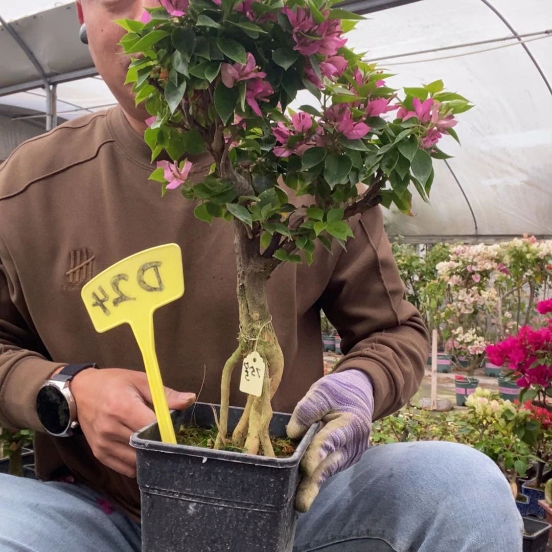 平三角梅塔紫D24