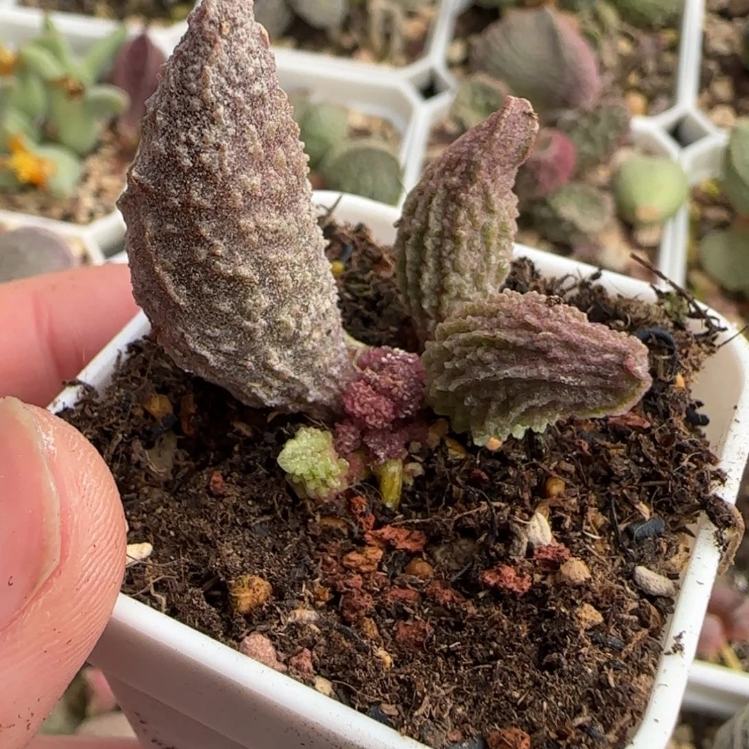 大玄武水泡多肉植物