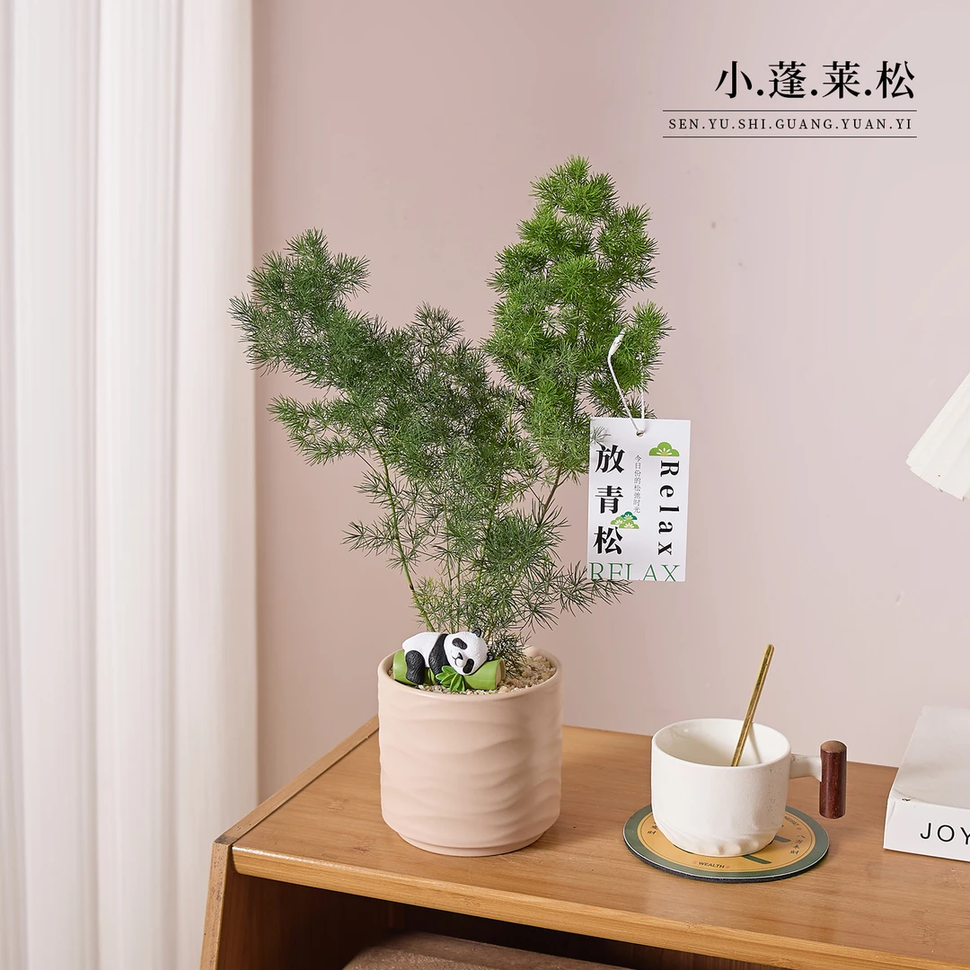 蓬莱松放青松盆栽客厅室内桌面盆景绿植四季常青净化空气植物送礼