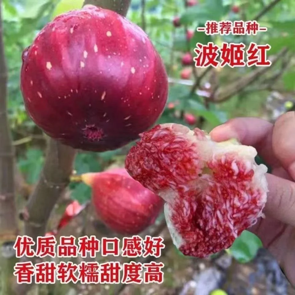 大果波姬红无花果，盆栽地栽