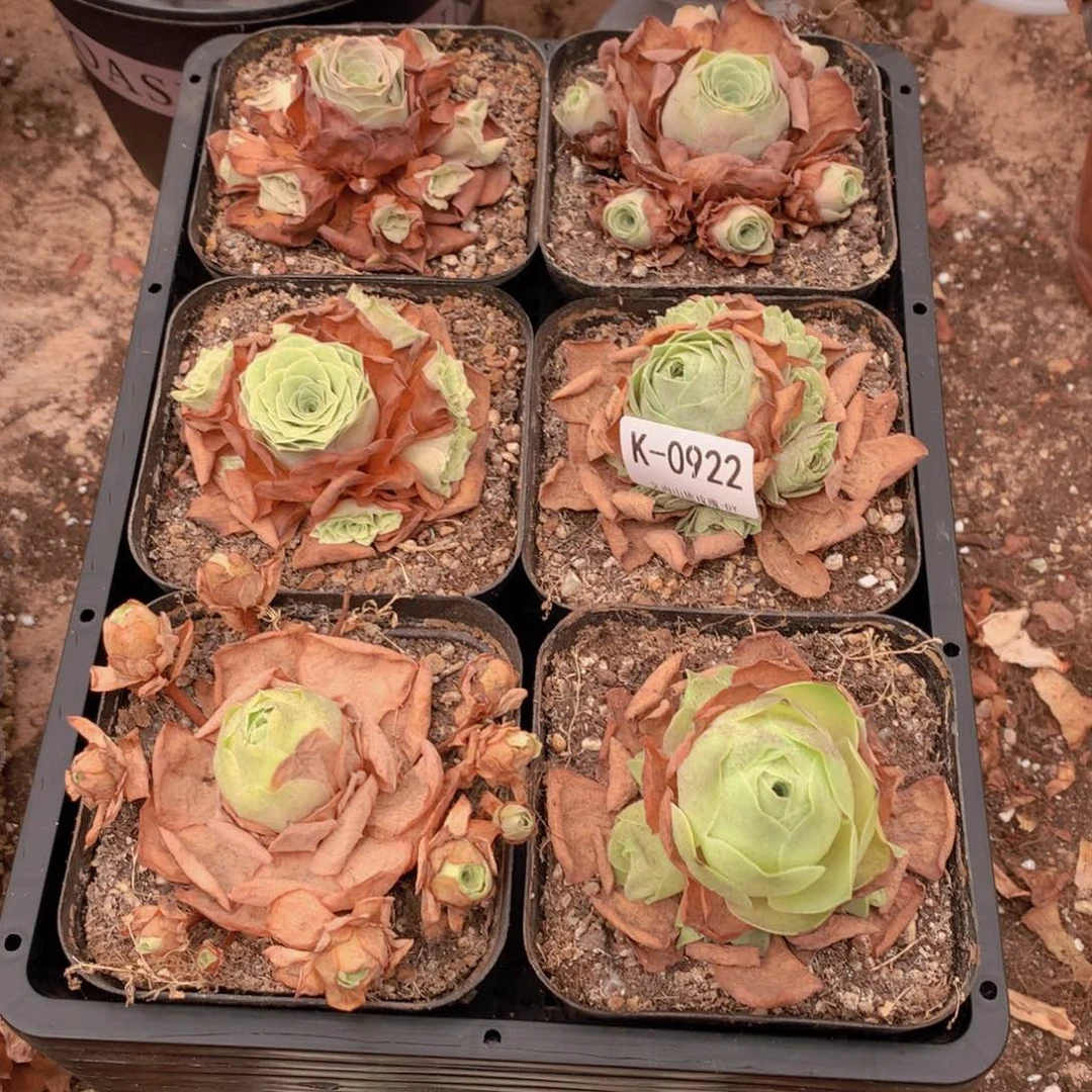 0922会掉侧芽不售后