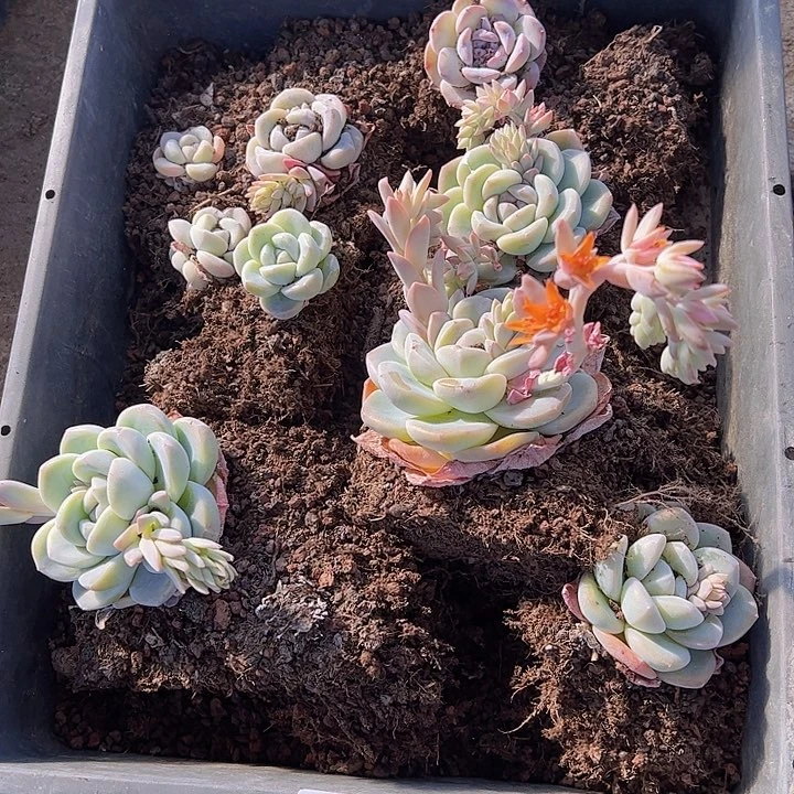 直播福利一物一拍436