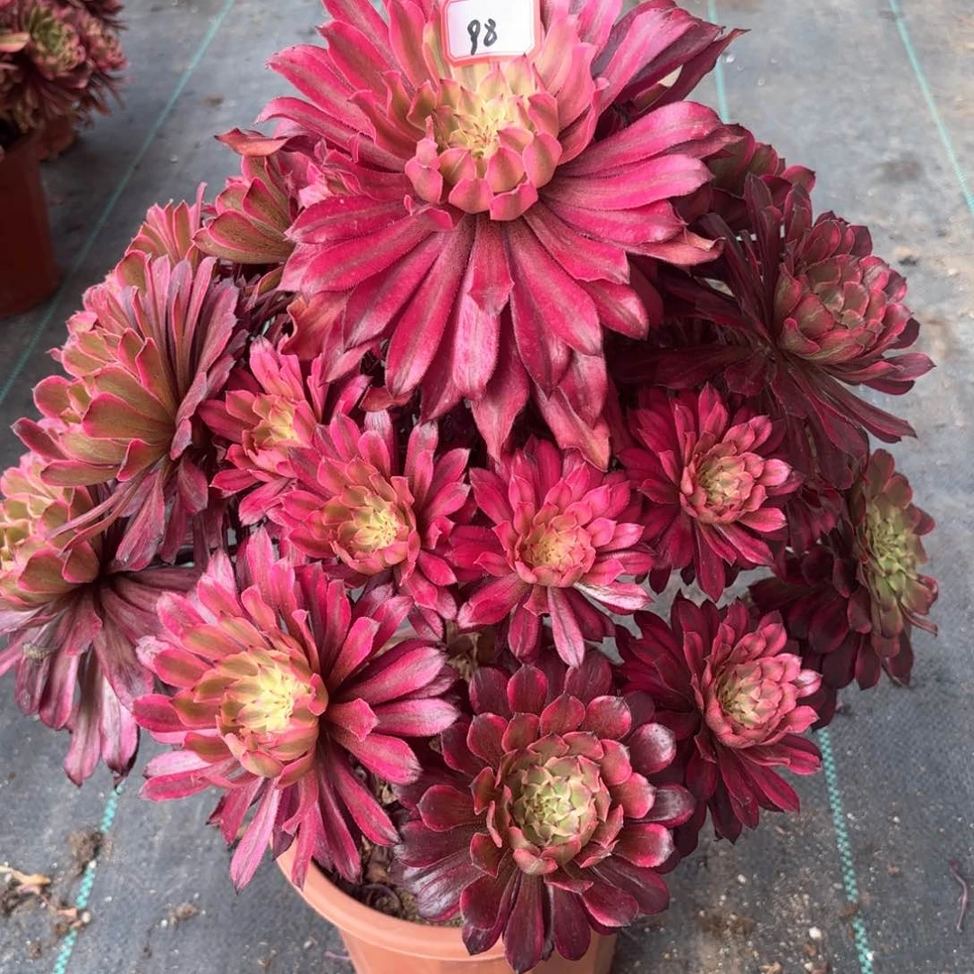 无花朵98雪肌多肉植物