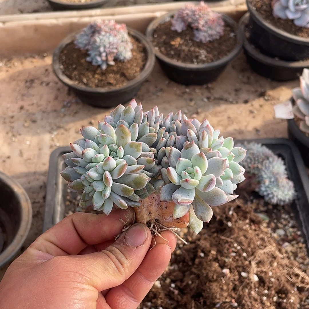 多肉植物多肉植物