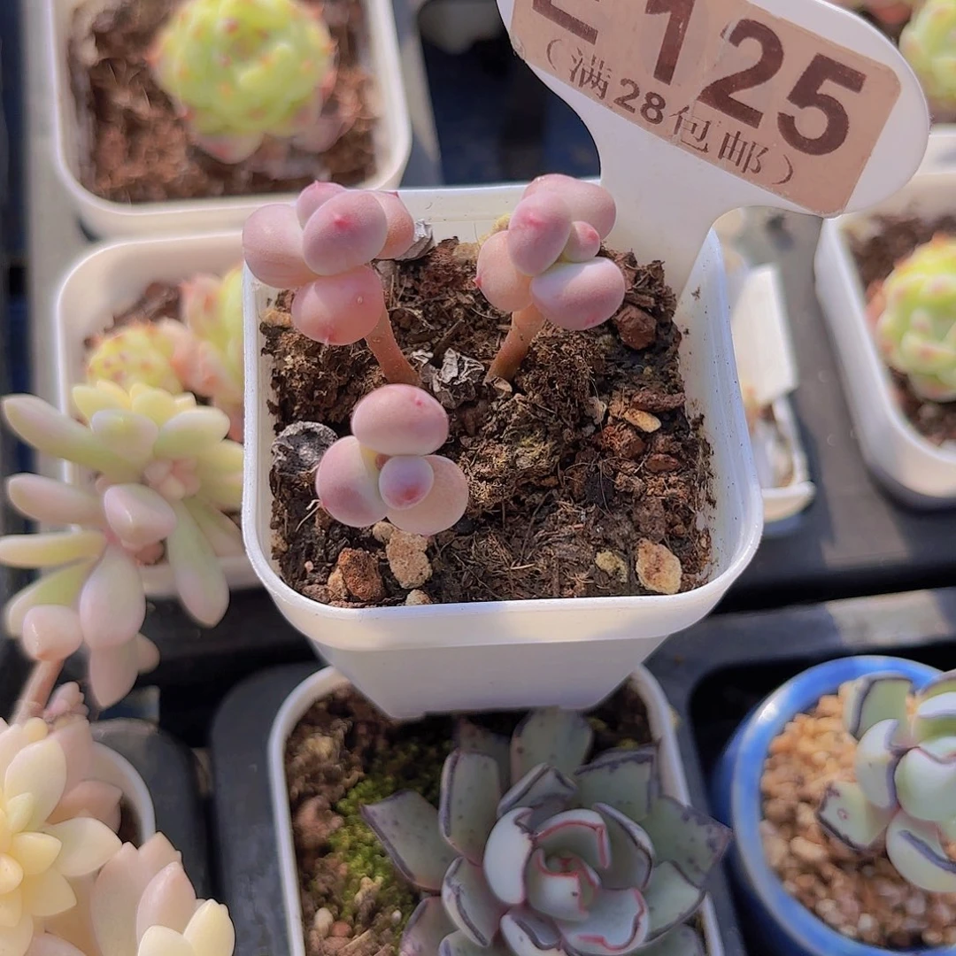 E125萤火虫一物语拍