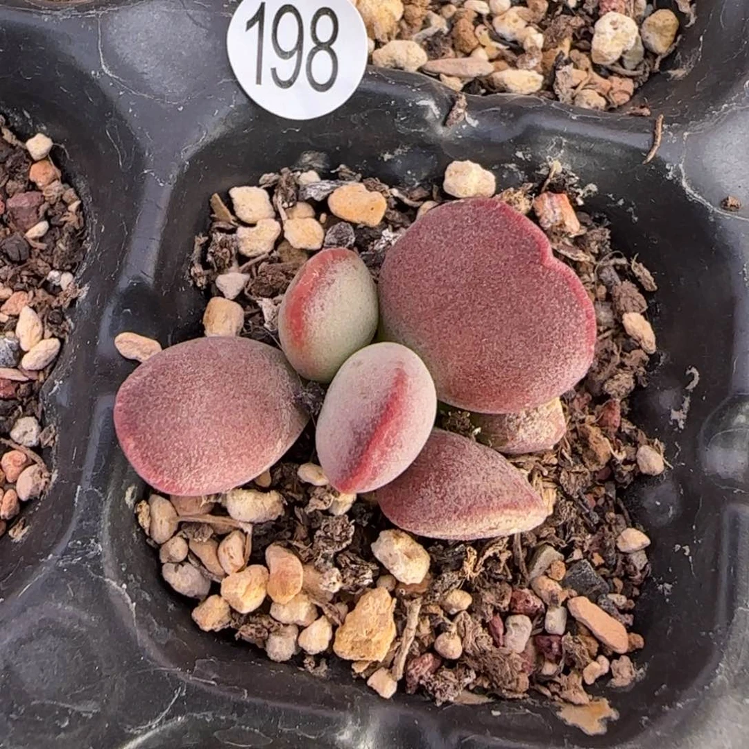 仙桃水泡多肉植物198