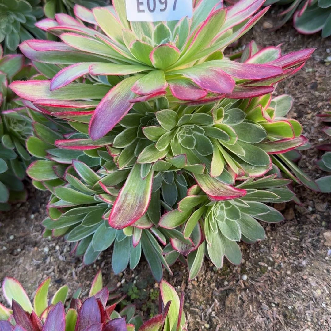 微*097孔雀翎。多肉植物