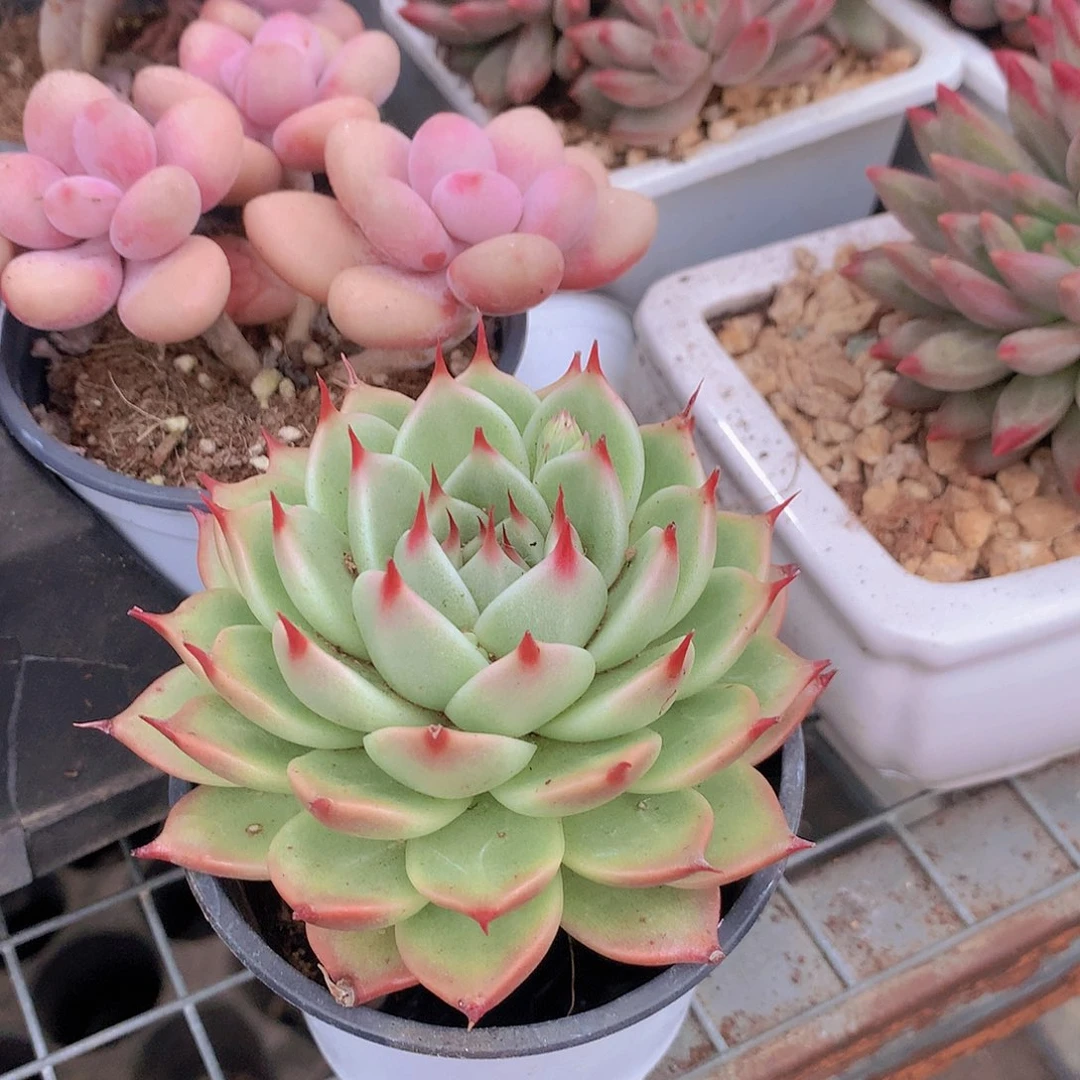 托斯卡内力456778889999000