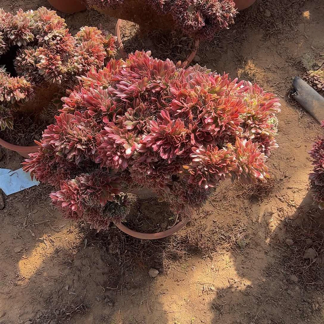 用****0女神缀化脱土发货