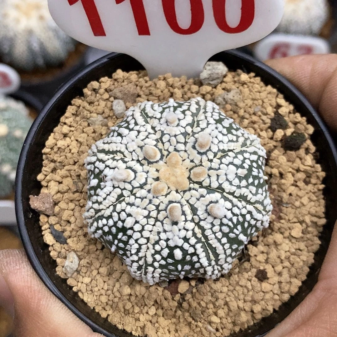枫***㎏1100奇迹福利特价咯哦