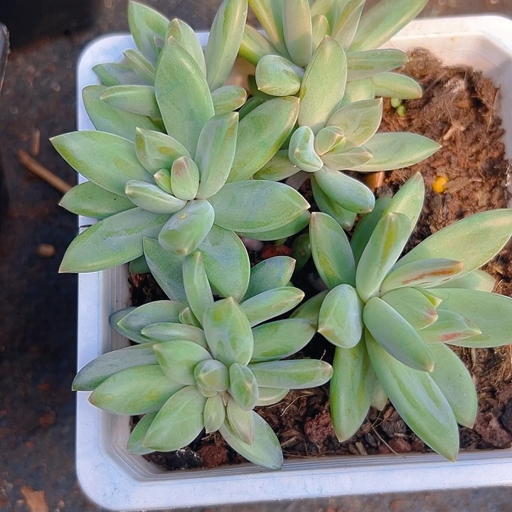 莱万特带缀特一物一拍