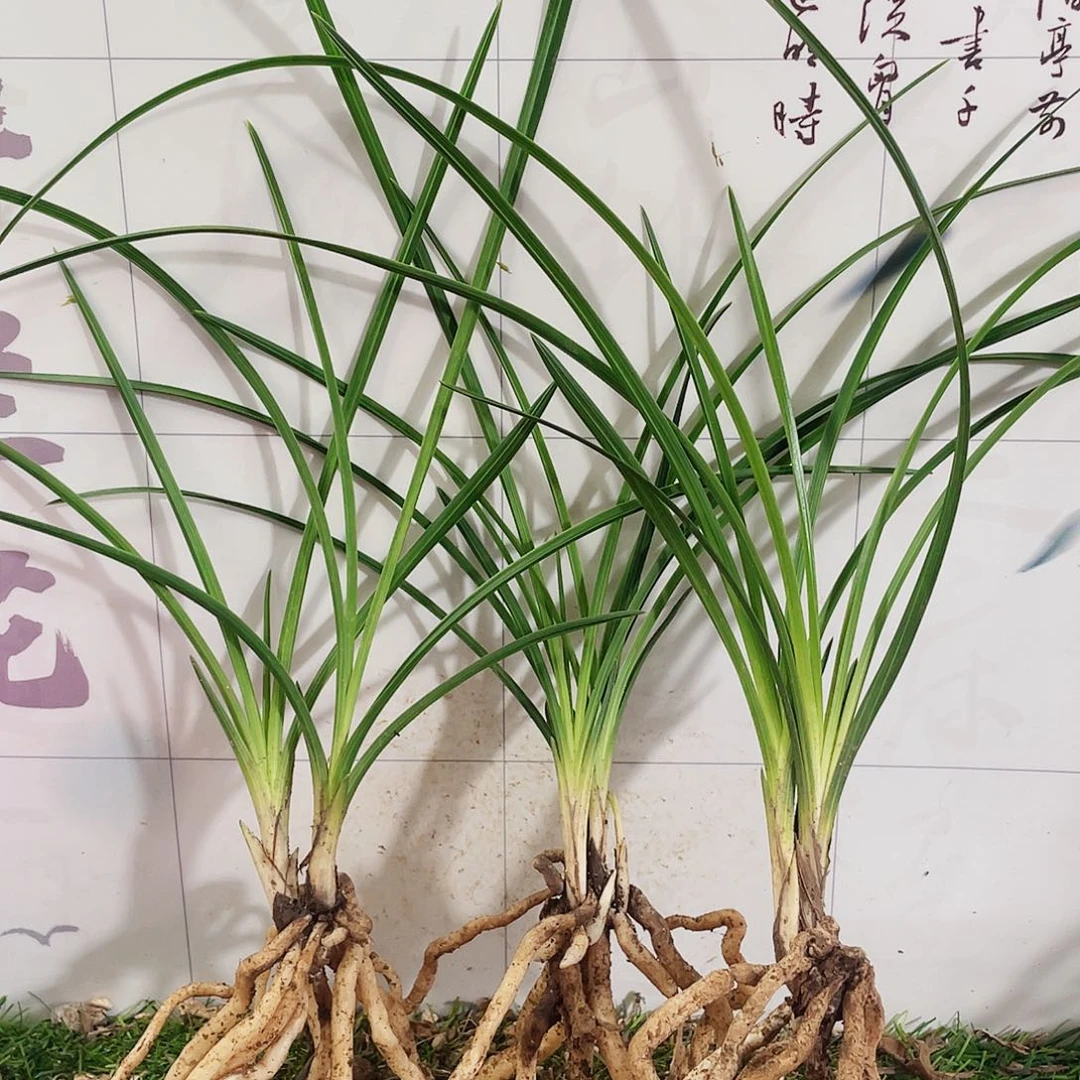 用***6完全开放兰花兰花