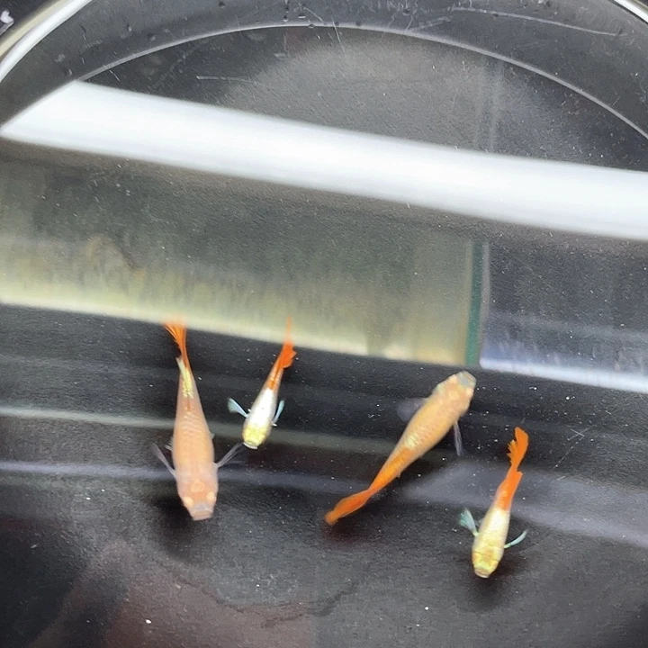 孔雀鱼象耳白子2对