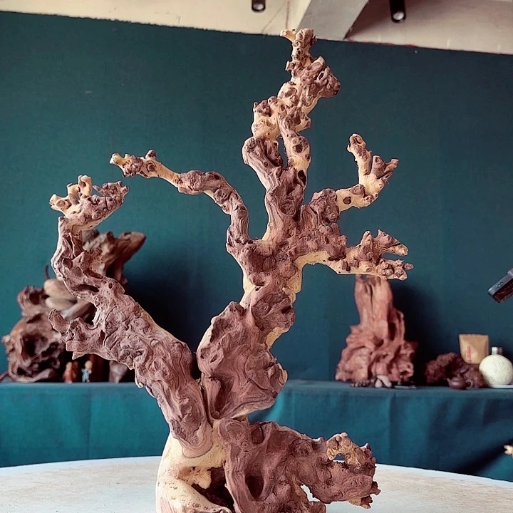 黑果木一**佛284金丝红木羊蹄甲半成品