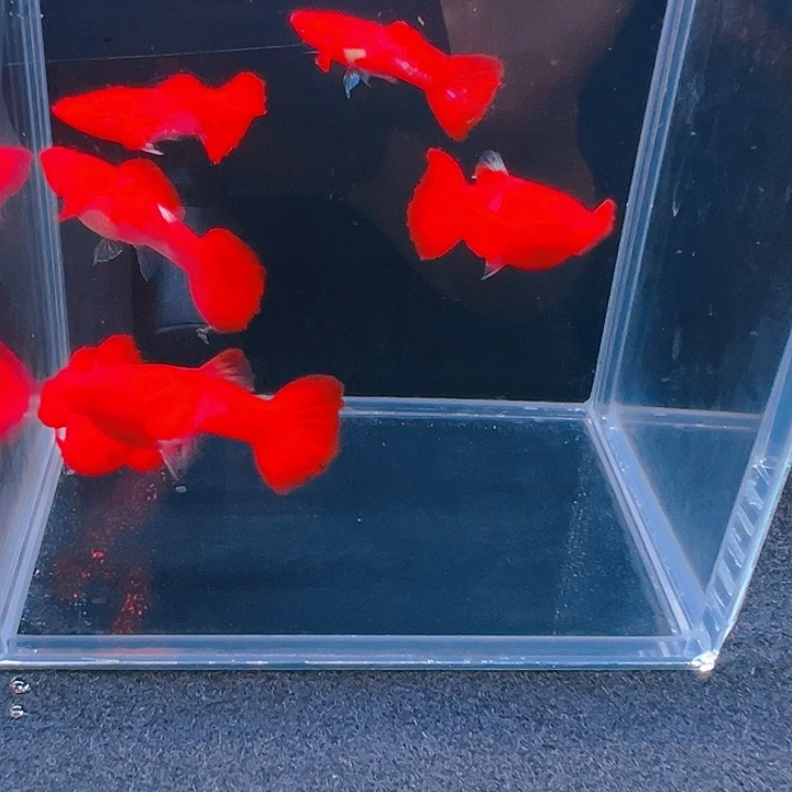 精品鸿运当头双分水4对