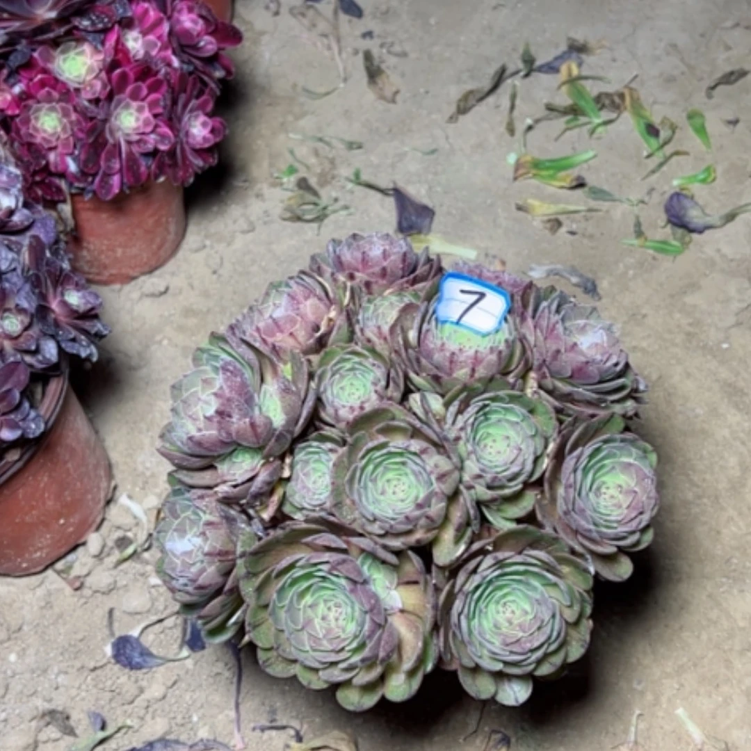 【闪购商品】多肉植物万拉丝7