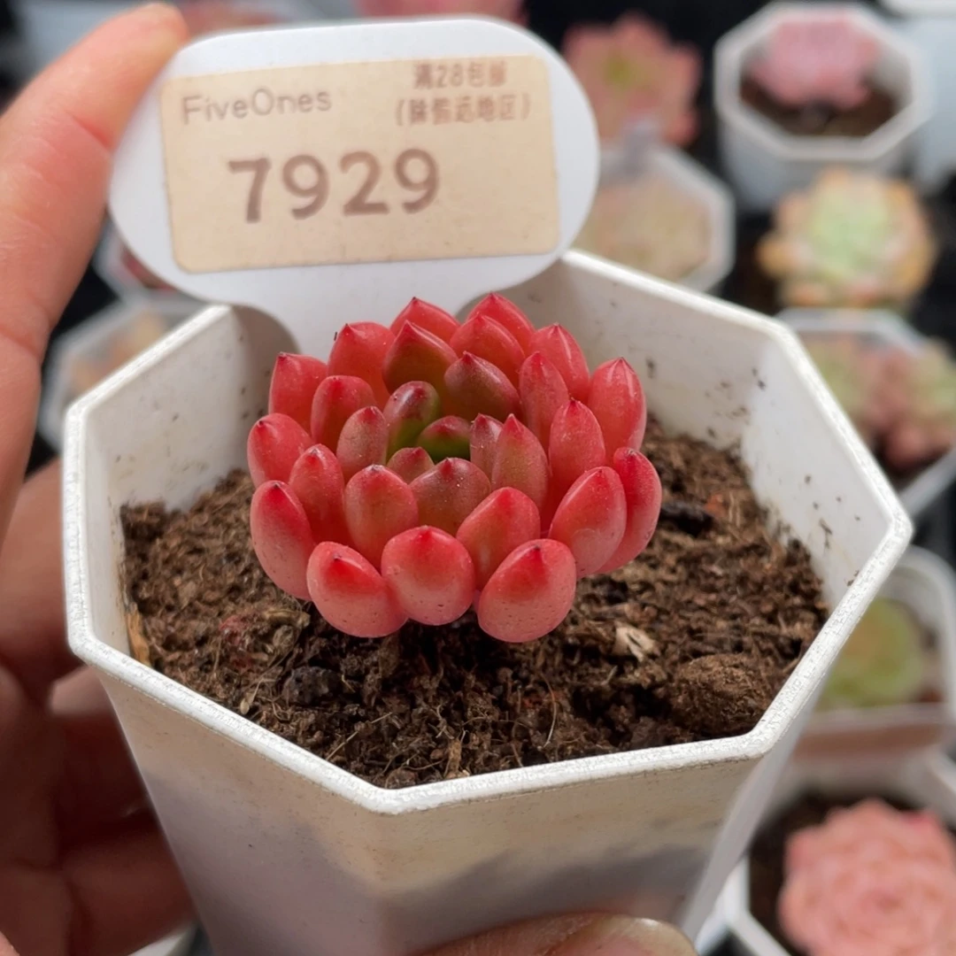 鸡血红宝石7929-3.0厘米