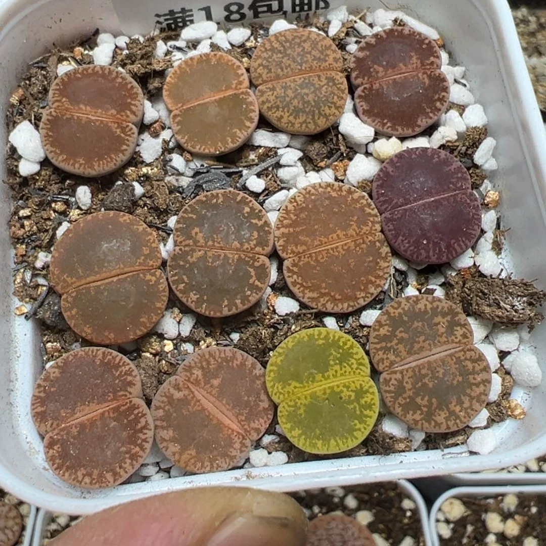 【闪购商品】 1163。