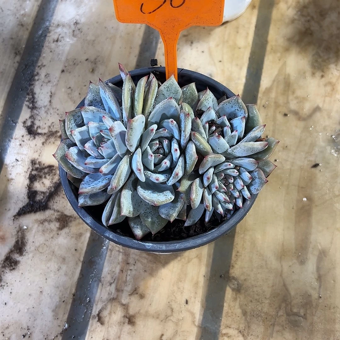 粉蓝鸟缀50号多肉