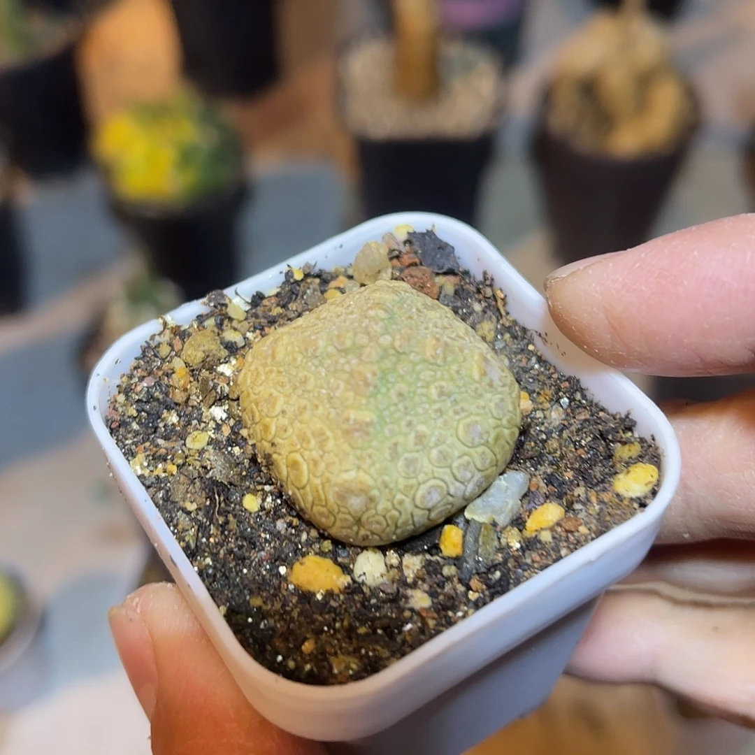 实生四角佛头凝蹄玉