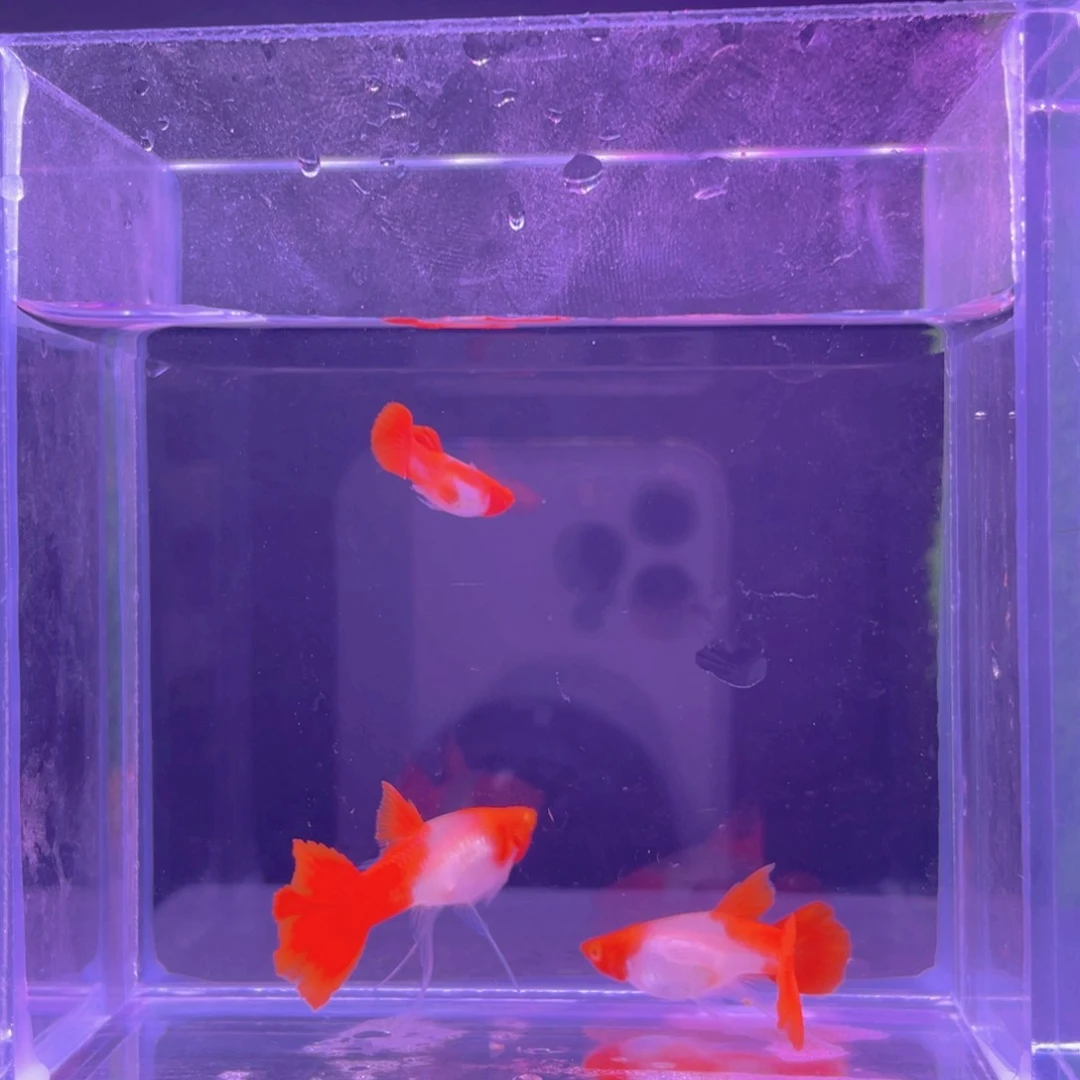 孔雀鱼鸿运当头双分水两对