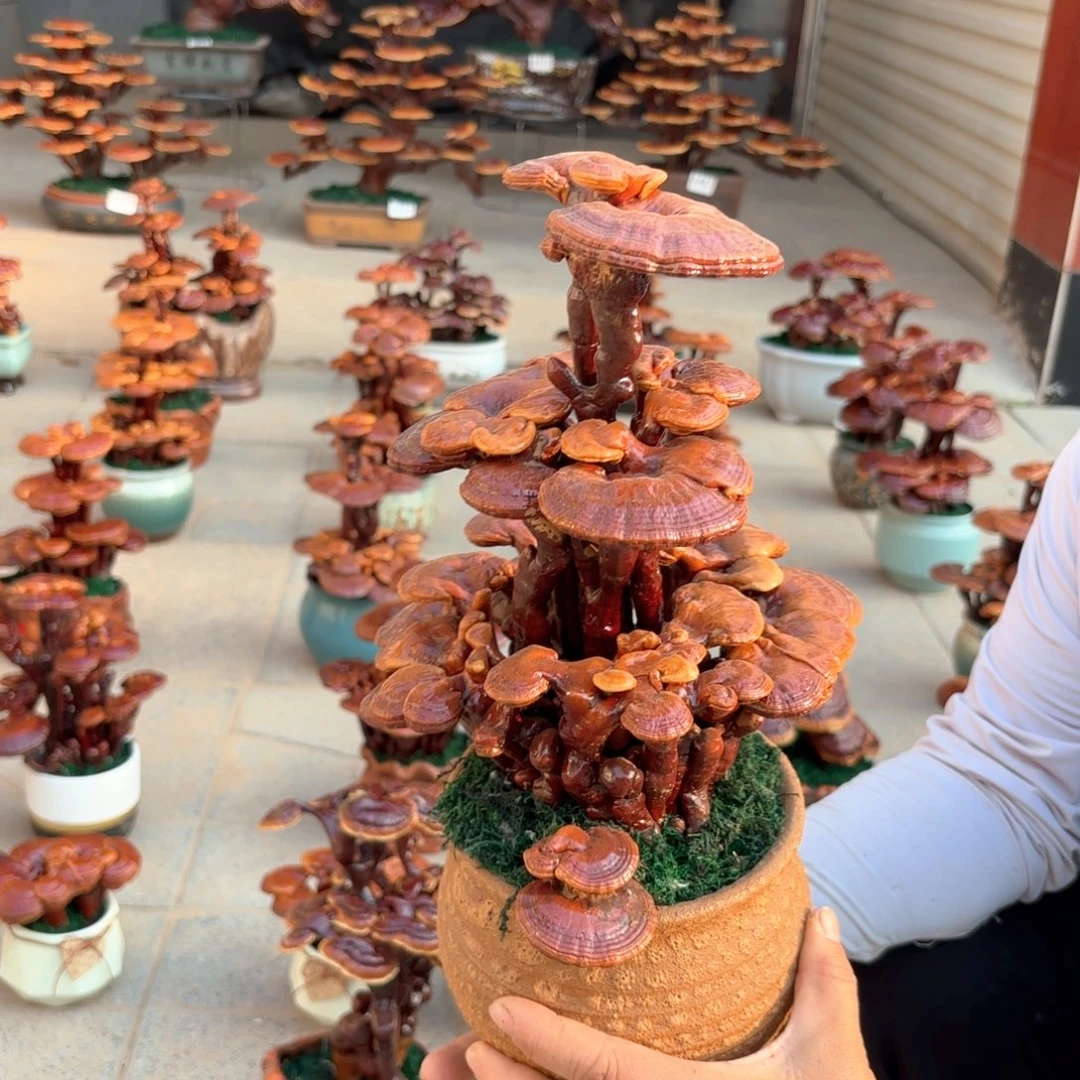 无花朵灵芝是我国著名植物