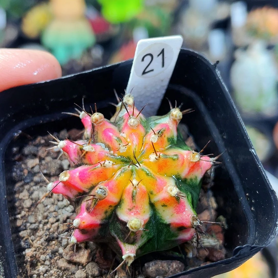 花蝴蝶非偏远地区满25包邮仙人球