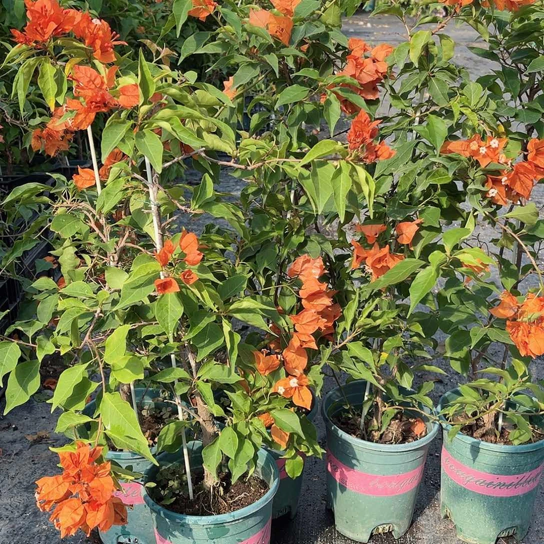 大部分花苞少量开放橙桑巴一颗