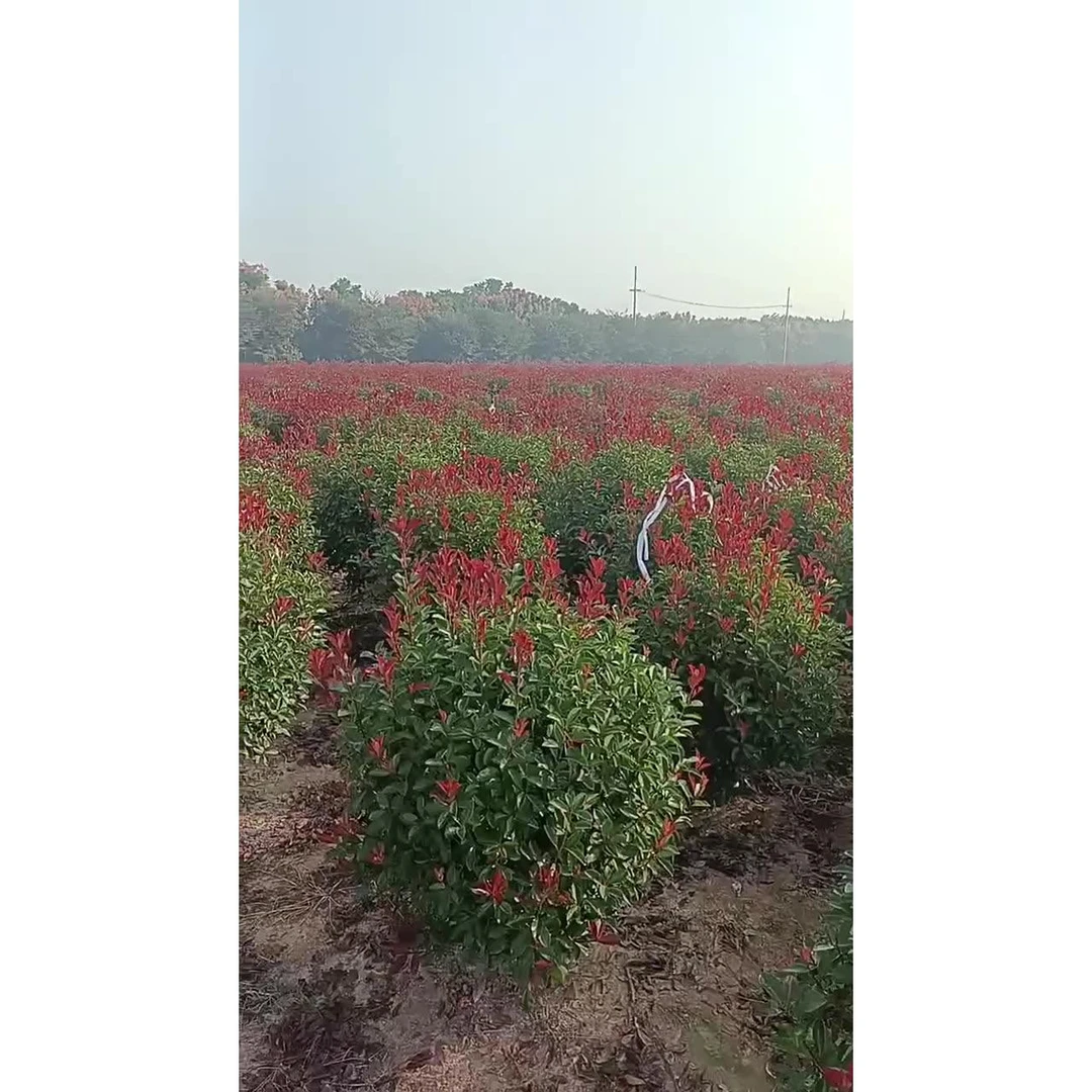 大量批发各种规格红叶石楠球 石楠树规格齐全别墅篱笆石楠小苗