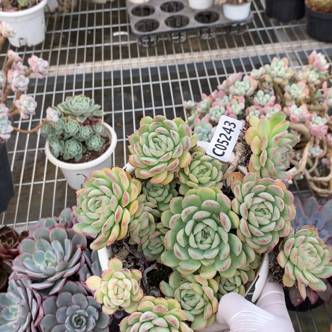 5243草莓冰一物一拍
