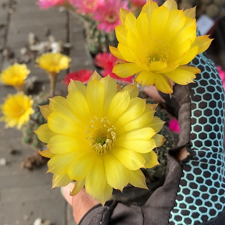983 实生丽花6厘米盆