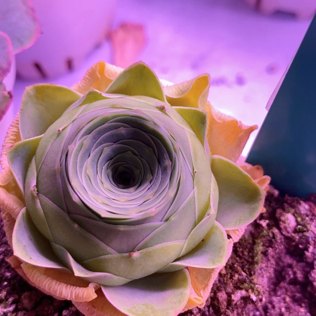 山地玫瑰下播福利一物一拍403长离