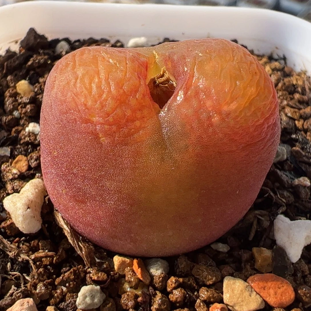 0152多肉植物组合