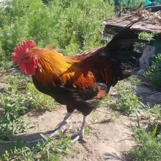 蓟县散养老柴鸡1只+蓟县散养老母鸡1只鸡肉同城配