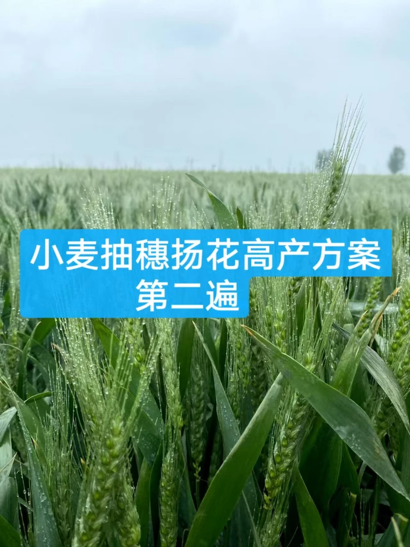 小麦年后营养高产组合方案(第二遍)