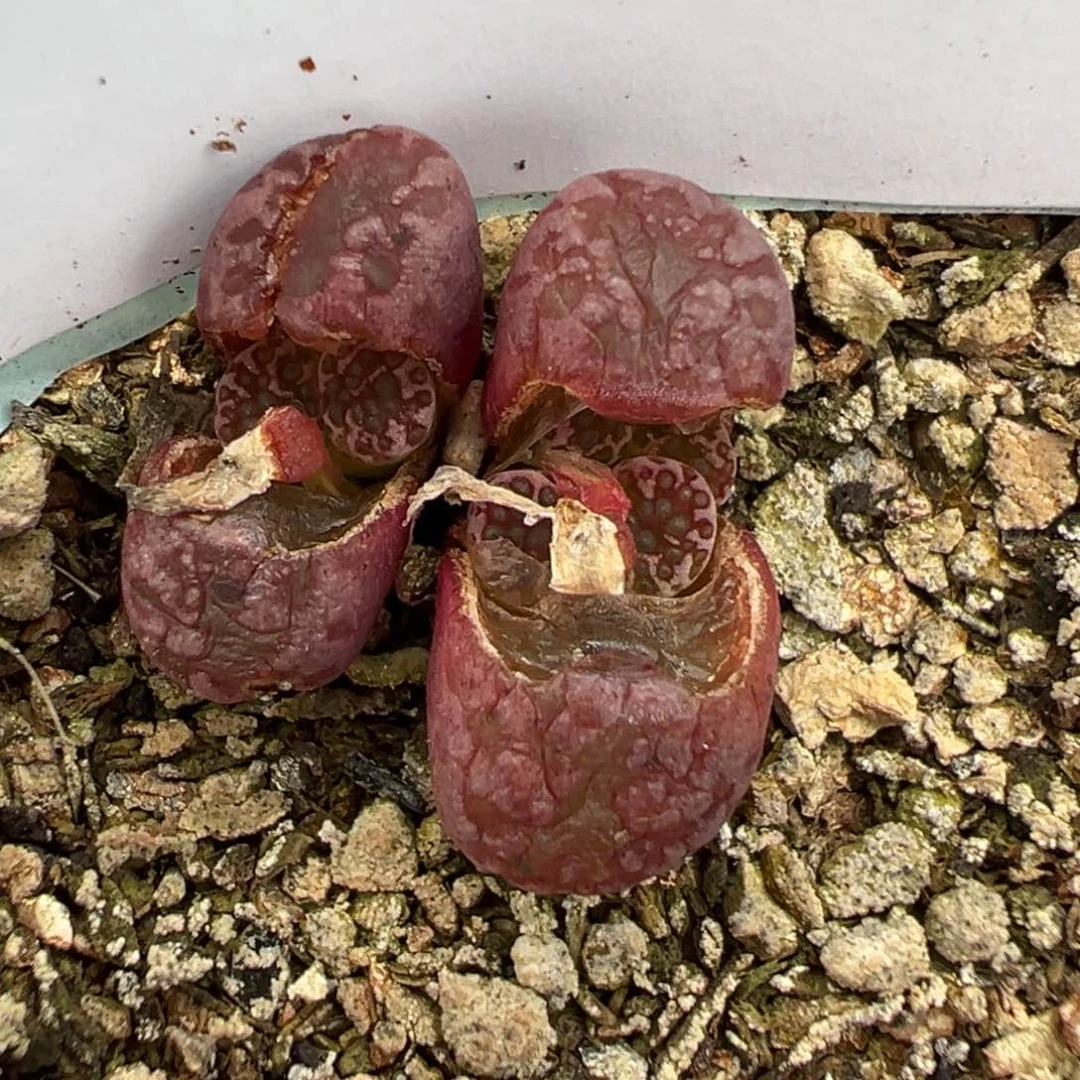 ?****?9-98肉锥多肉植物