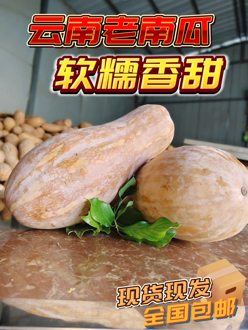 云南密本老南瓜自家种植新鲜采摘宝宝辅食正宗老品种老南瓜