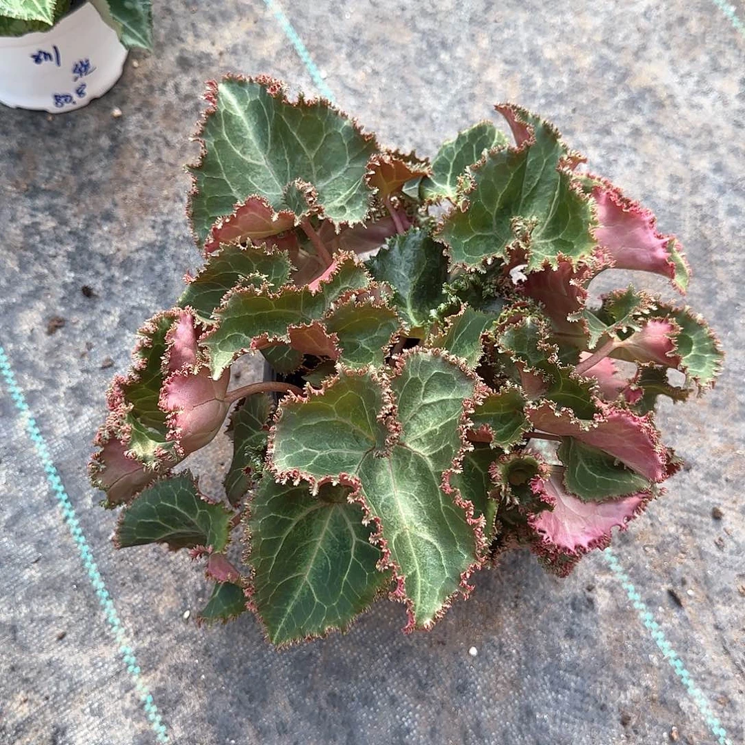 S***L不死鸟仙客来仙客来