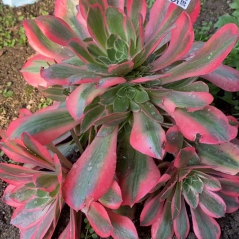 665女妖满25包邮多肉