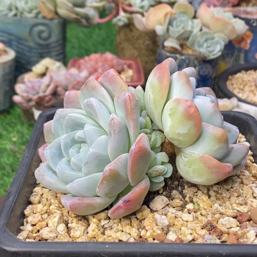 冰玉八头群生自然群清棚