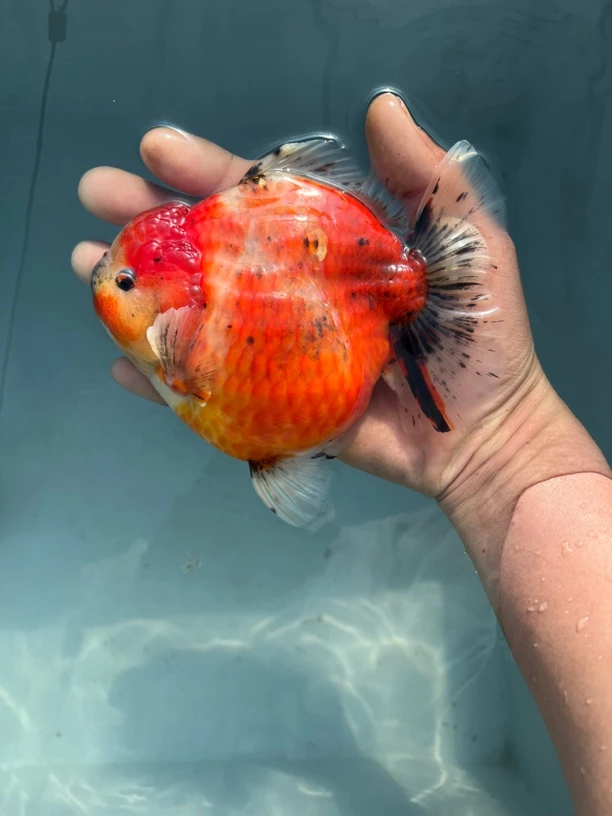 观赏鱼将军短尾F1直播单选链接。