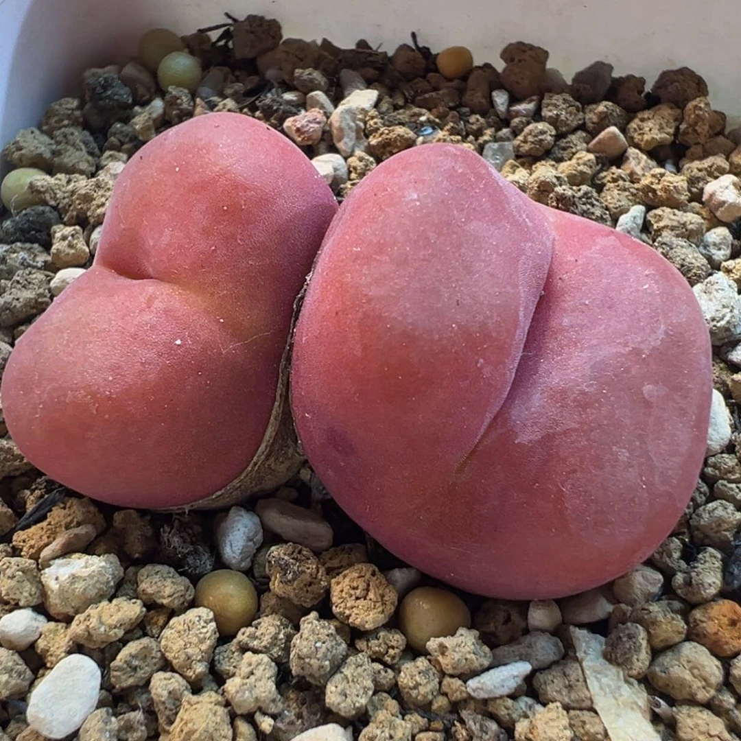 852多肉植物种类多样